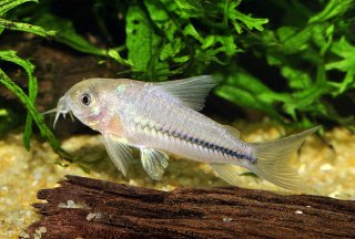 Hoplisoma baderi