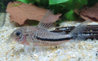 Hoplisoma baderi