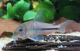 Hoplisoma baderi