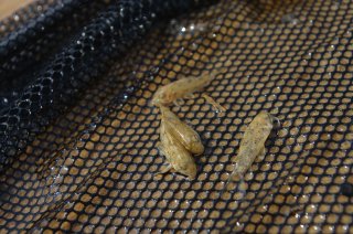 Hoplisoma benattii