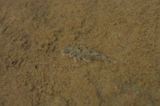 Hoplisoma benattii