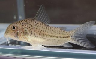 Hoplisoma boehlkei