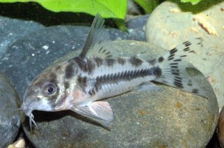 Hoplisoma boesemani