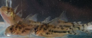 Hoplisoma boesemani