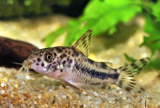 Hoplisoma boesemani
