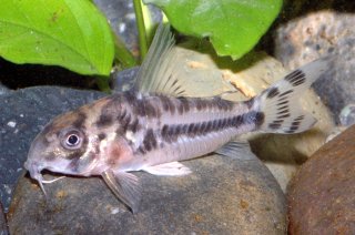 Hoplisoma boesemani