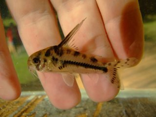 Hoplisoma boesemani