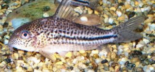 Hoplisoma bondi