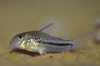 Hoplisoma bondi