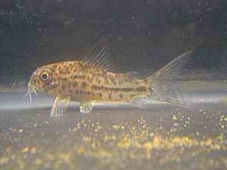 Hoplisoma breei