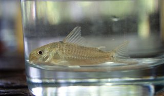 Hoplisoma breei