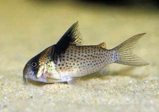 Hoplisoma brevirostre