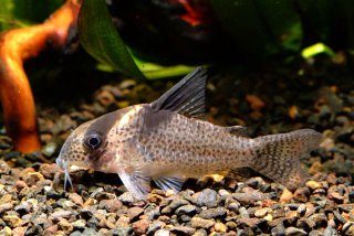 Hoplisoma brevirostre