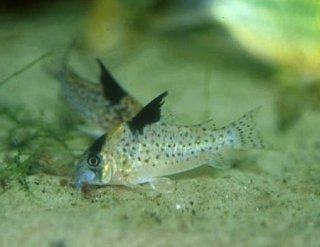 Hoplisoma brevirostre