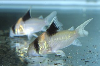 Hoplisoma burgessi