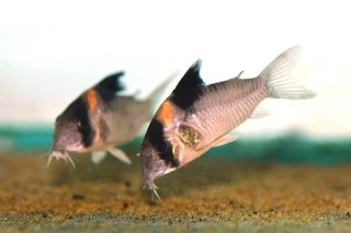 Hoplisoma burgessi