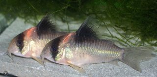 Hoplisoma burgessi