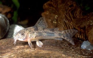 Hoplisoma carlae