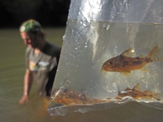 Hoplisoma carlae