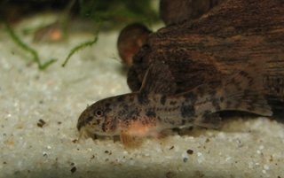 Hoplisoma carlae