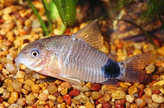 Hoplisoma caudimaculatum