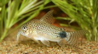 Hoplisoma caudimaculatum