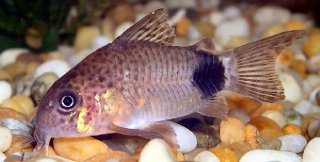 Hoplisoma caudimaculatum