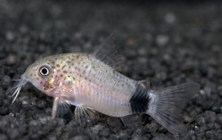 Hoplisoma caudimaculatum