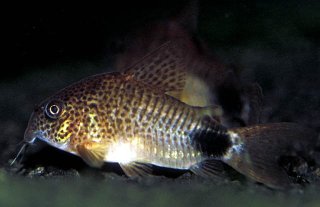 Hoplisoma caudimaculatum