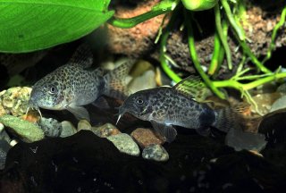 Hoplisoma caudimaculatum
