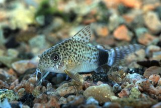 Hoplisoma caudimaculatum