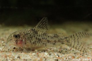 Hoplisoma cochui