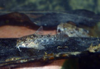 Hoplisoma cochui