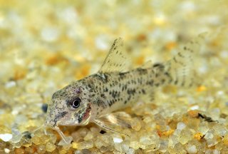 Hoplisoma cochui