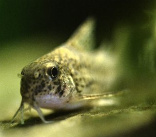 Hoplisoma cochui