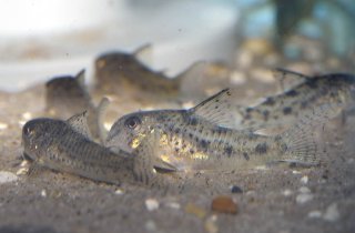 Hoplisoma cochui