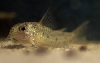 Hoplisoma cochui