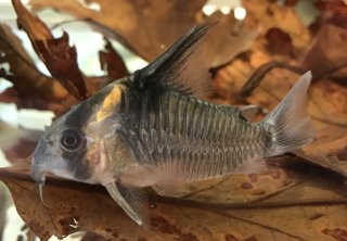 Hoplisoma colossus