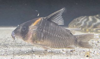 Hoplisoma colossus