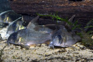 Hoplisoma concolor