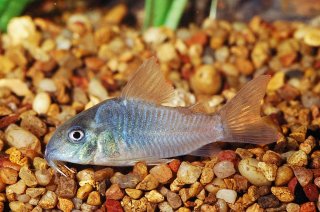 Hoplisoma concolor