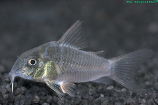 Hoplisoma concolor
