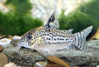 Hoplisoma copei