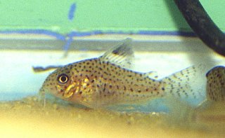 Hoplisoma copei