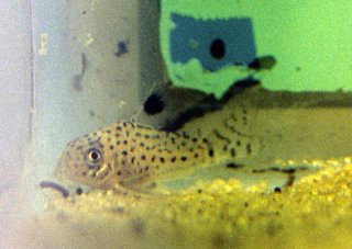Hoplisoma copei