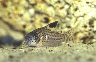 Hoplisoma copei