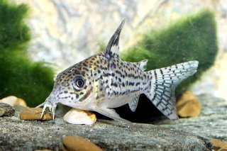 Hoplisoma copei