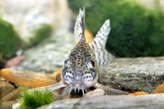 Hoplisoma copei