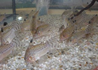 Hoplisoma cruziense
