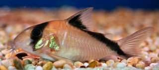 Hoplisoma davidsandsi